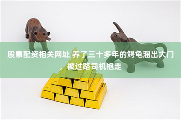 股票配资相关网址 养了三十多年的鳄龟溜出大门，被过路司机抱走