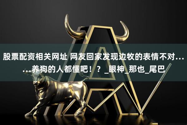股票配资相关网址 网友回家发现边牧的表情不对……养狗的人都懂吧！？_眼神_那也_尾巴